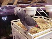 well tamed african grey parrot for sale