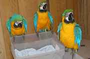 2 macaw parrots for sale