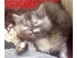 Gorgeous Fluffy Tortie Female Kittens Ready Now 60.....