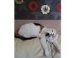 Loving Female Cat Needs Forever Home £10. Meet Marble.......