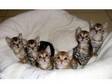 Bengal Kittens Top Pedigree Beautiful with Coats....