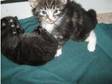 4 cute kittens for sale. 4 gorgeous kittens for sale, ....