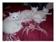Pure white kittens for sale. 2 boys and 1 female....
