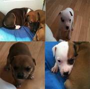4 Female Staffordshire Bull Terrier Female Puppies for sale