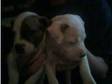 staffy pups for sale. 6 staffy pups ready now, mum and....