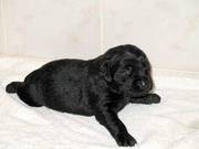 7 Beautiful Black Labrador Puppies for Sale