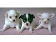 Tiny Chihuahua Puppies For A Pet Loving Home