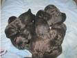 7 Beautiful Black Labrador Puppies for Sale. There are 7....