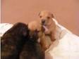 6 adorable staffordshire bull terrier puppies 5 boys,  1....