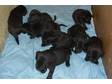 7 Beautiful, health black labrador puppies for sale.....