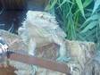 bearded dragon and full set up. bearded dragon for sale....