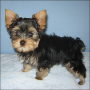 cute yorkie puppies for free adoption.